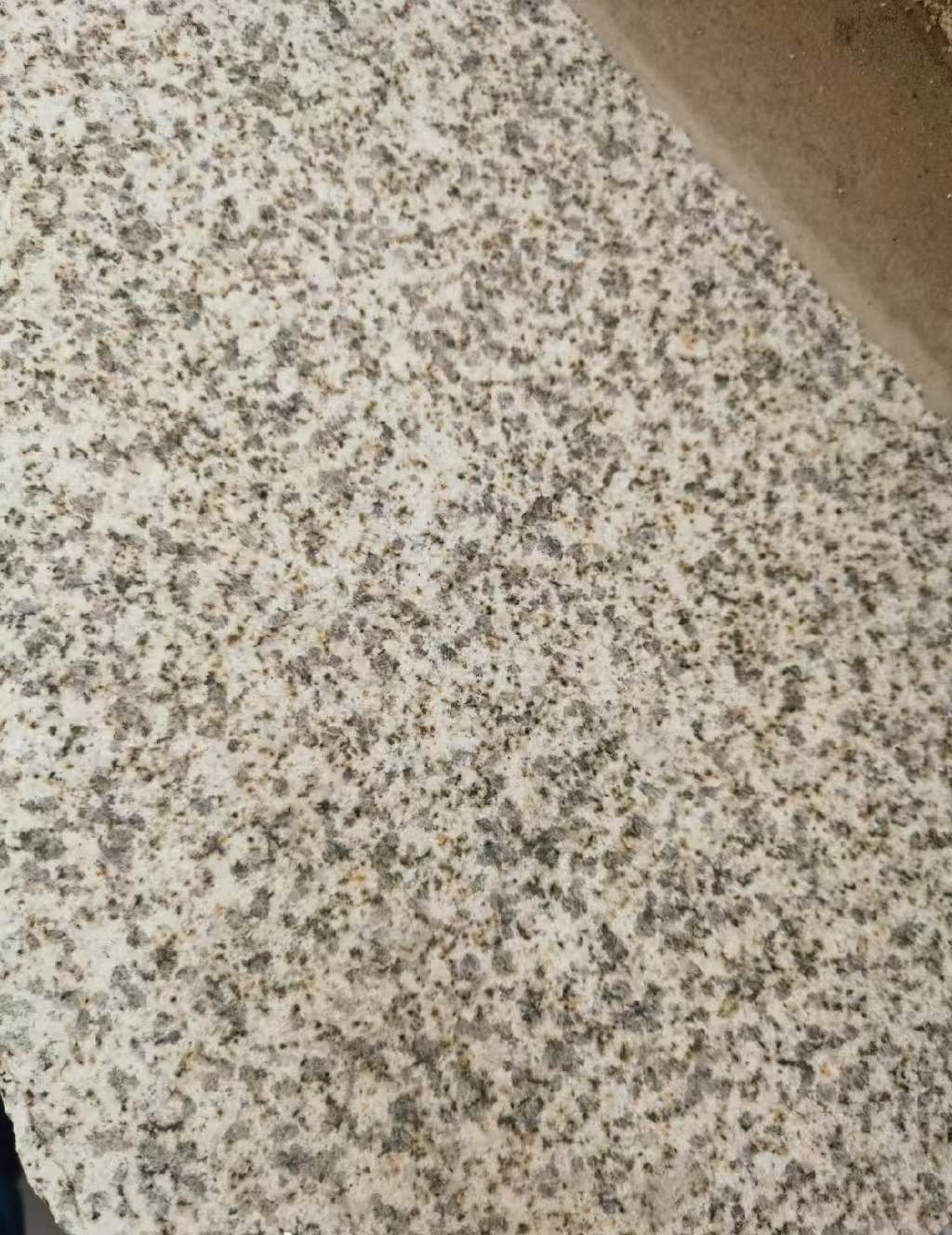 朔州 黄金麻中黄光面